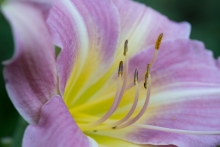 Hemerocallis "Chosen Love" ist eine exquisite Schönheit.