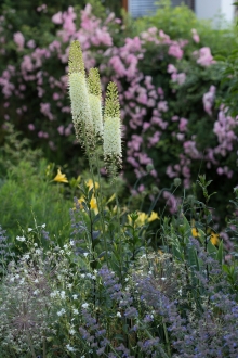 Eremurus vor Rosen