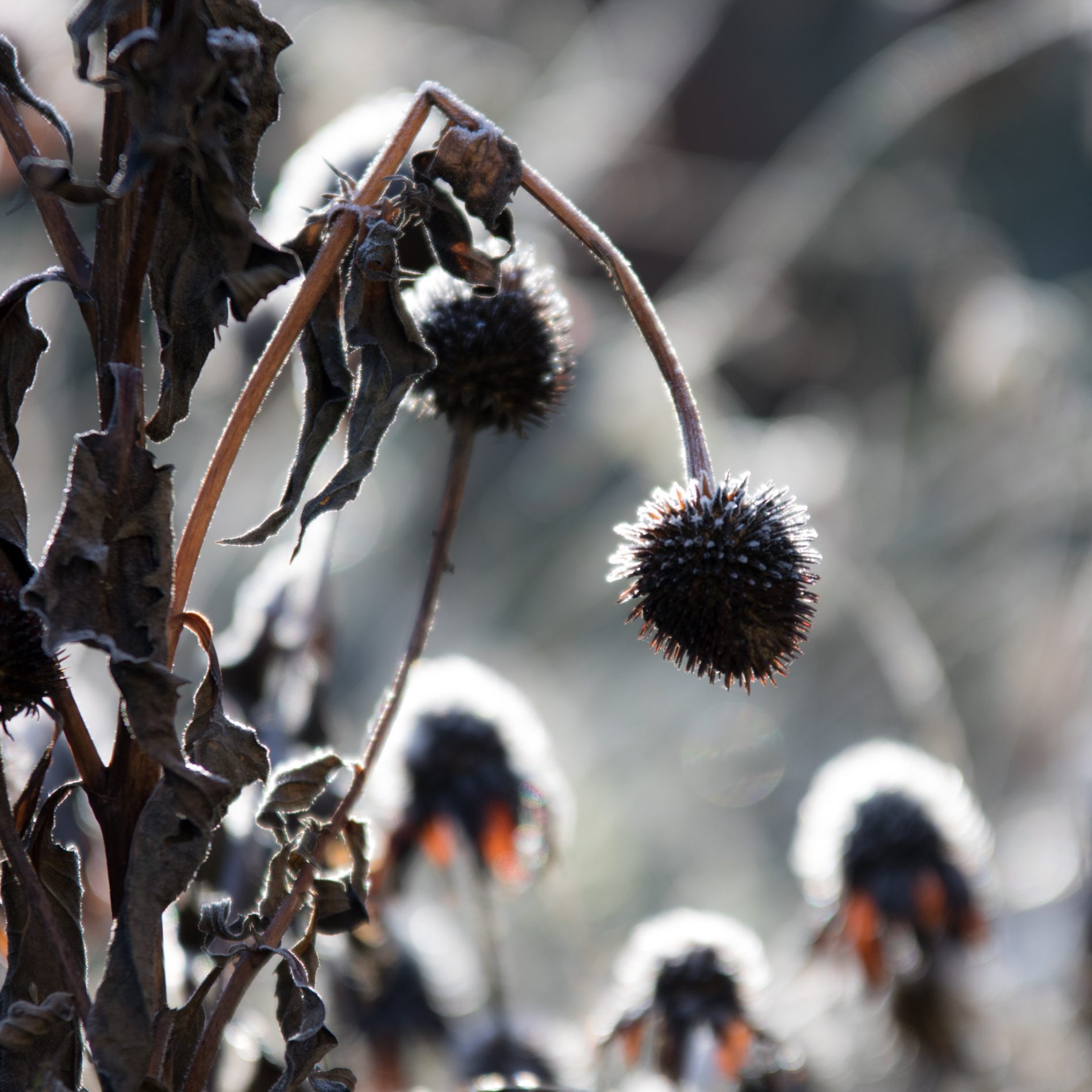 Echniacea, Winter