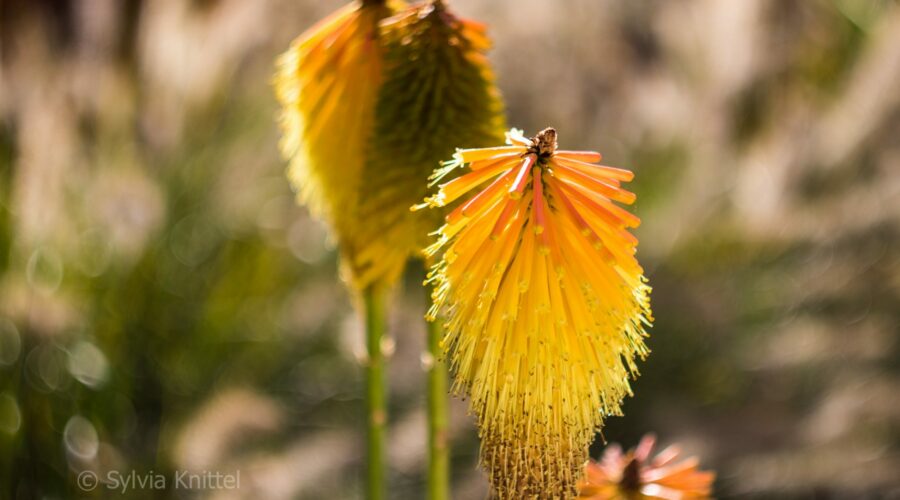 Kniphofia linearifolia