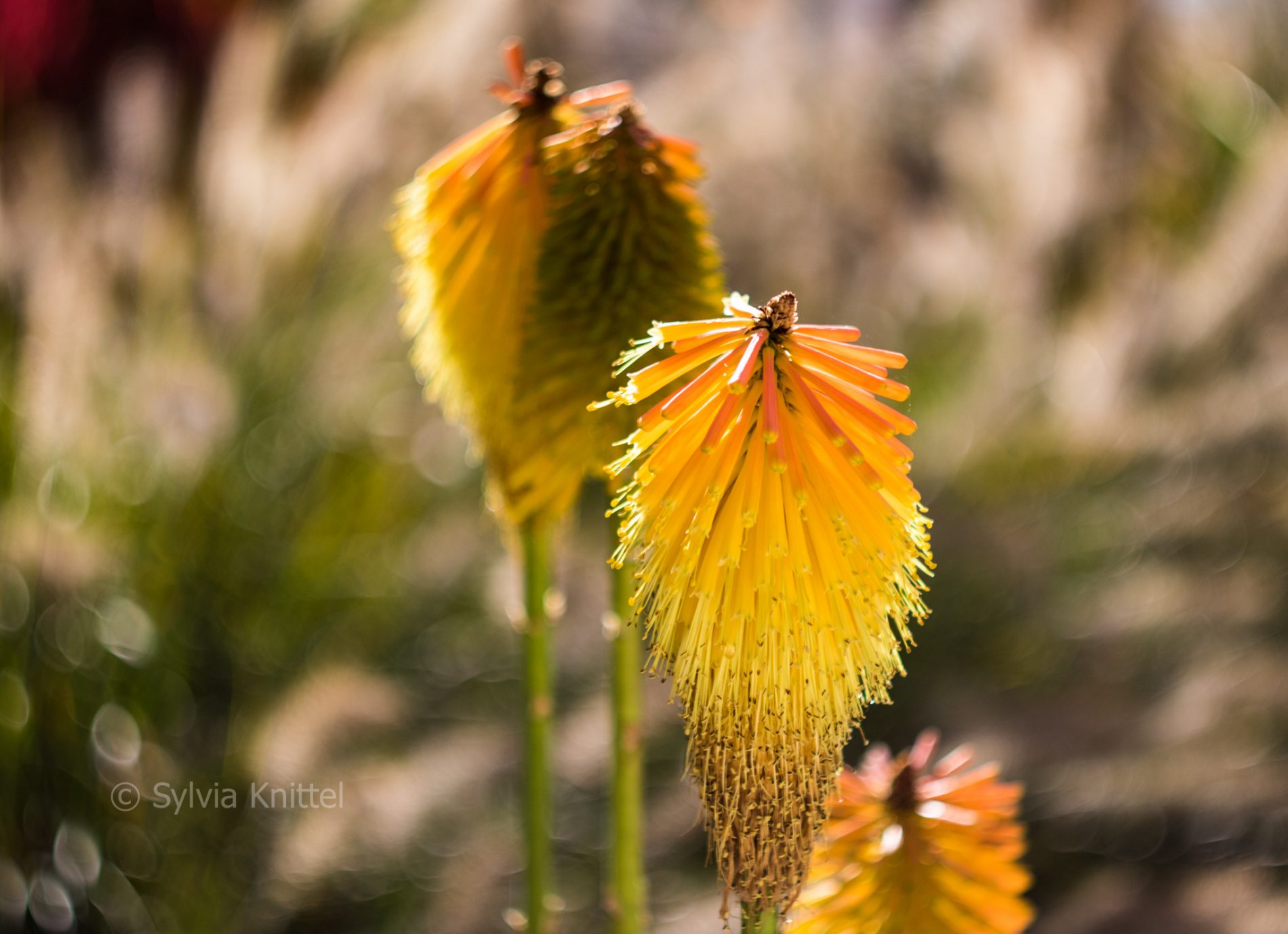 Kniphofia linearifolia