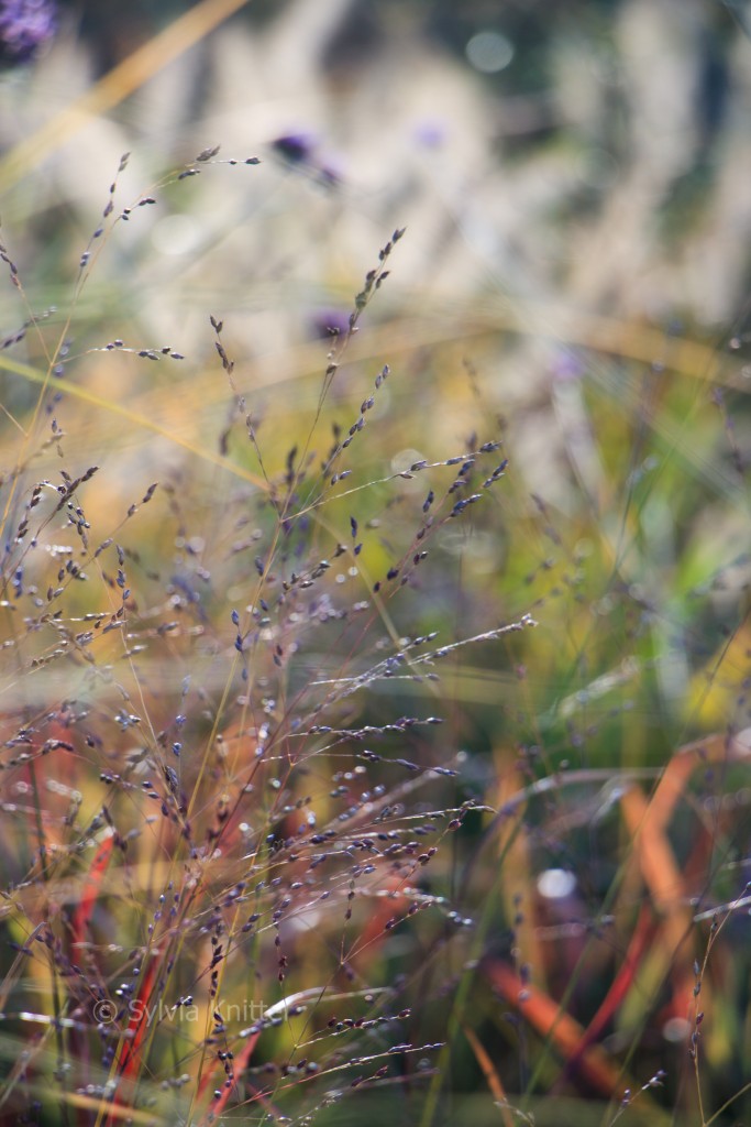 Photo: Wintergarten I