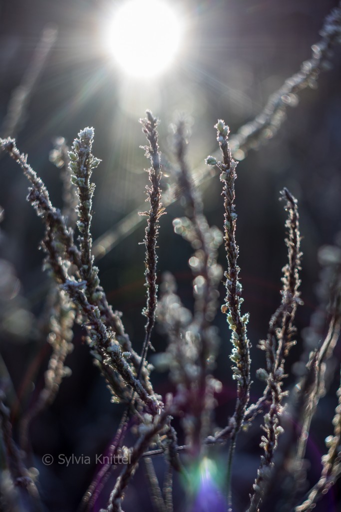 Photo: Wintergarten II