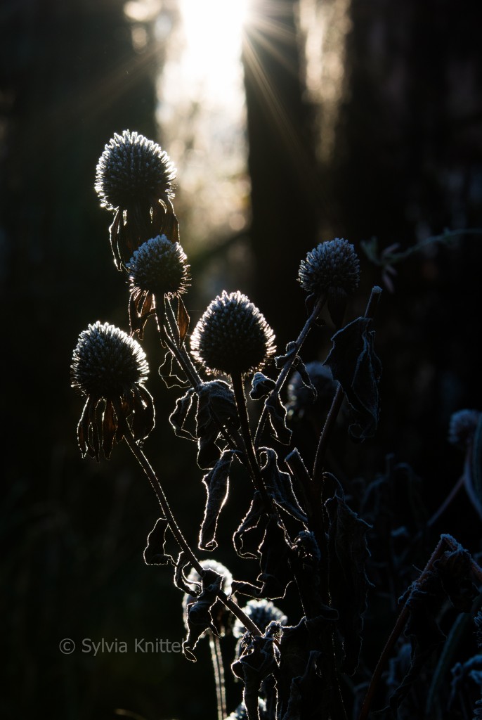 Echinacea im Rauhreif