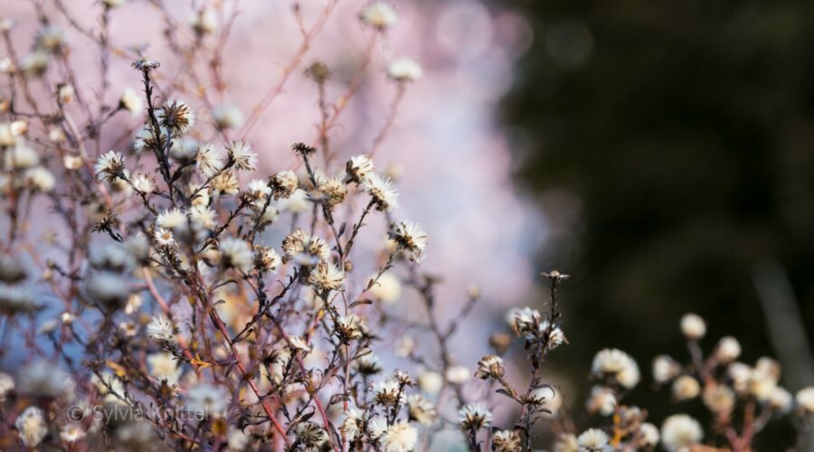 Aster laevis "Calliope" vor Viburnum x bodnantense