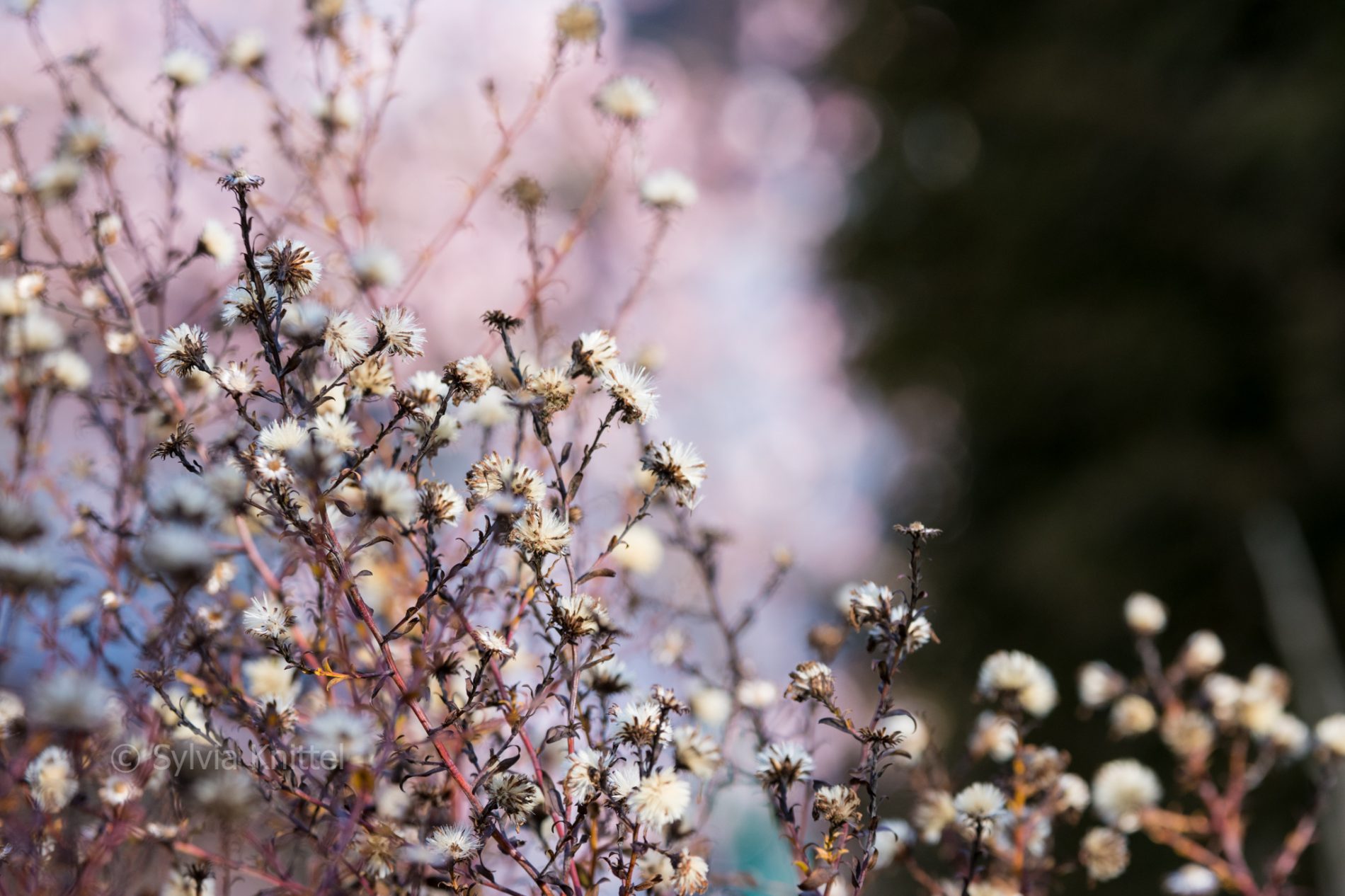Aster laevis "Calliope" vor Viburnum x bodnantense