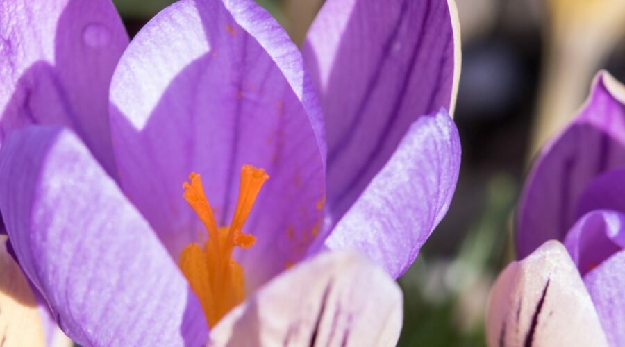 Krokus Crocus imperati "De Jager"