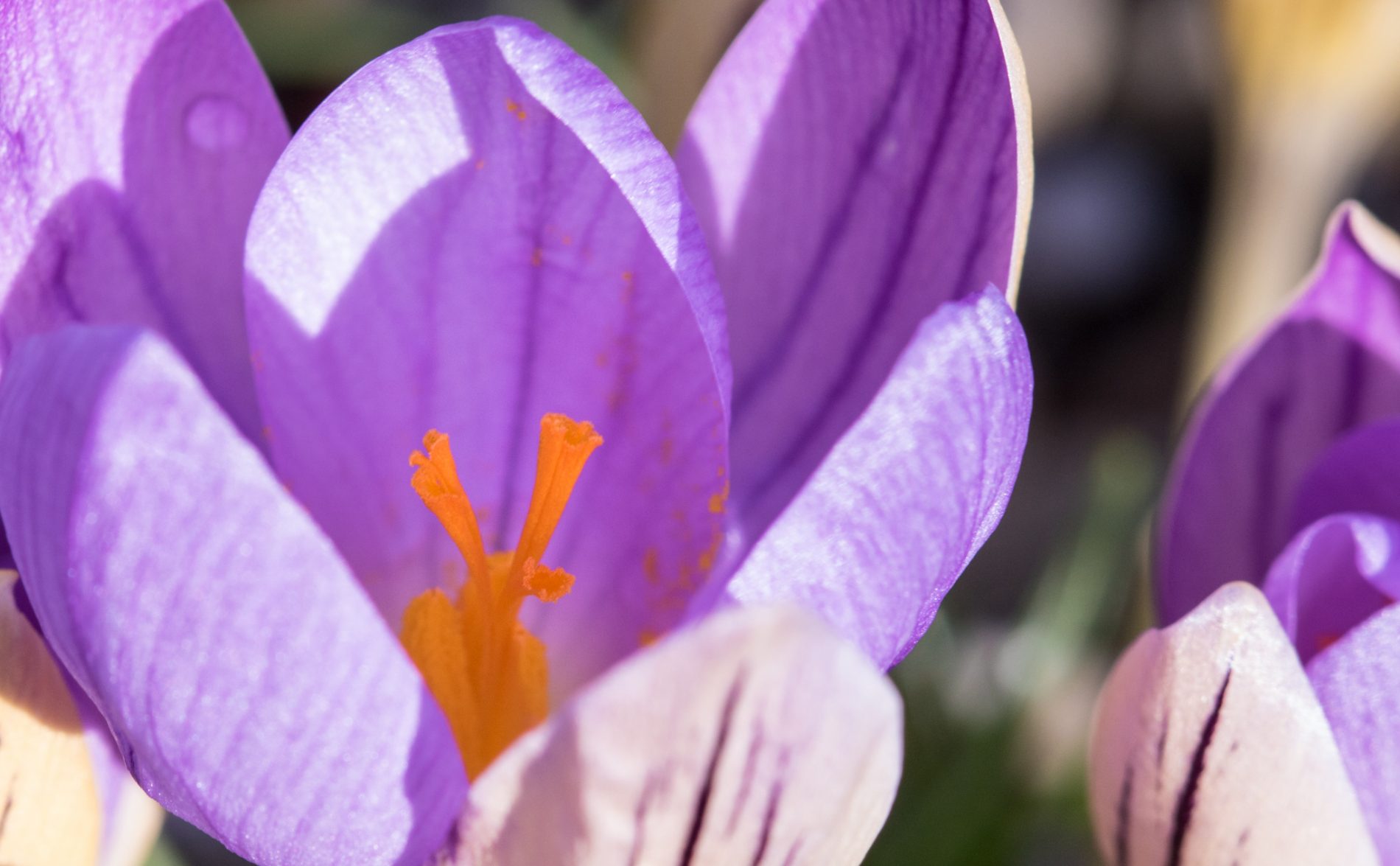 Krokus Crocus imperati "De Jager"