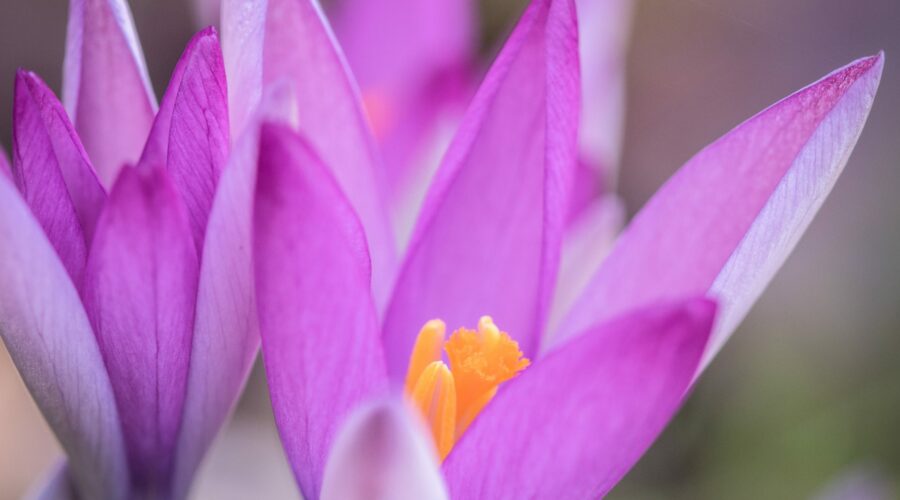 Crocus tommasianus Roseus, der rosa Elfenkrokus