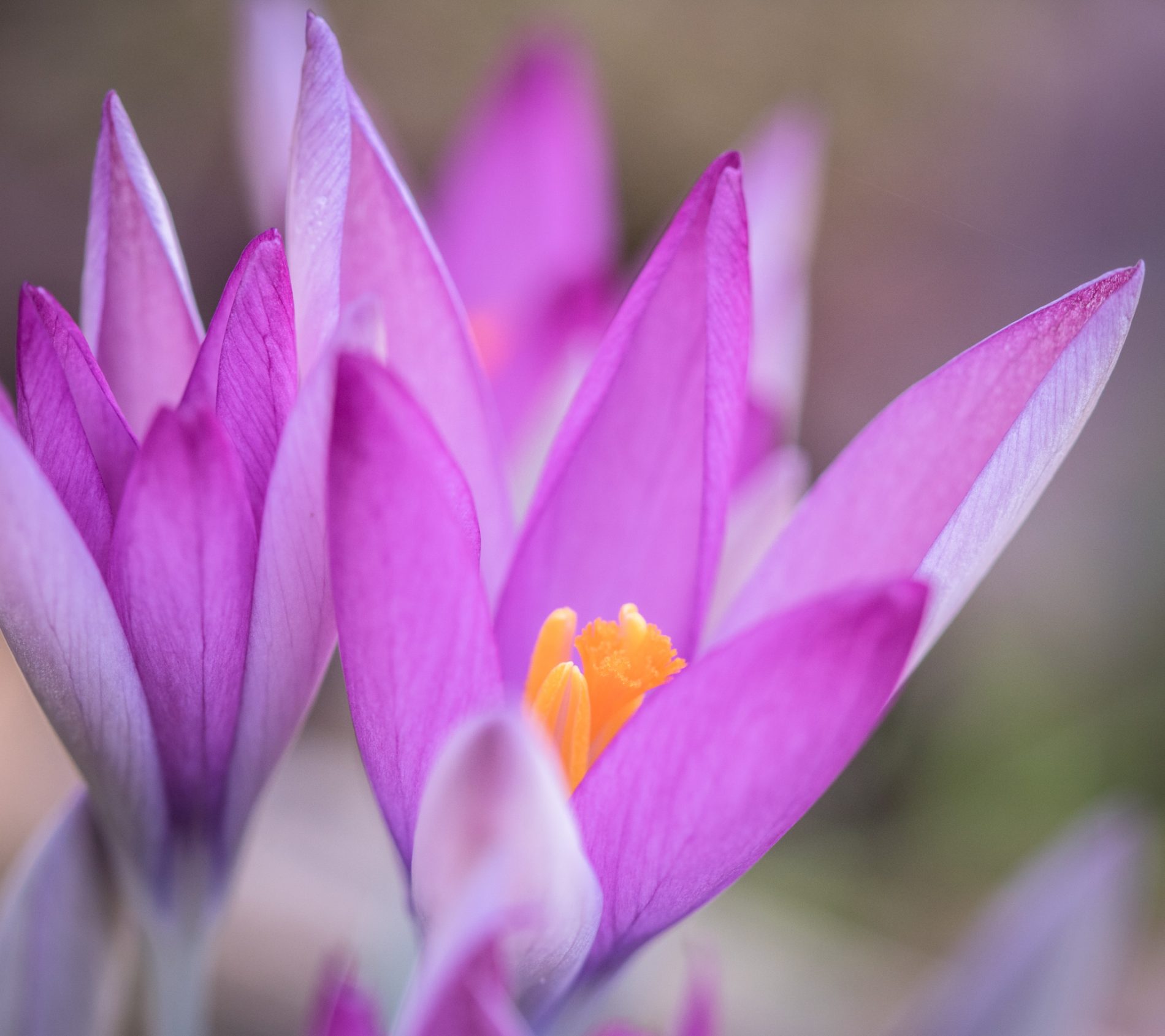 Crocus tommasianus Roseus, der rosa Elfenkrokus