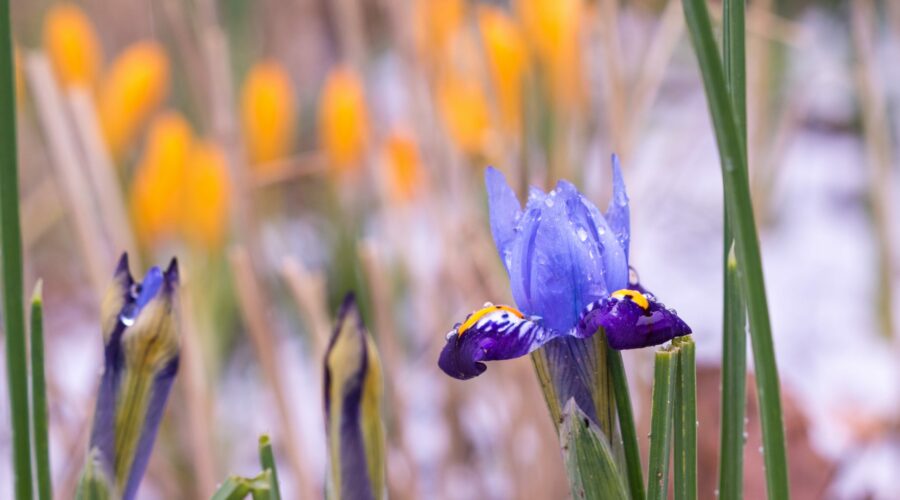 Iris reticulata "Gordon" und Corcus ancyrensis