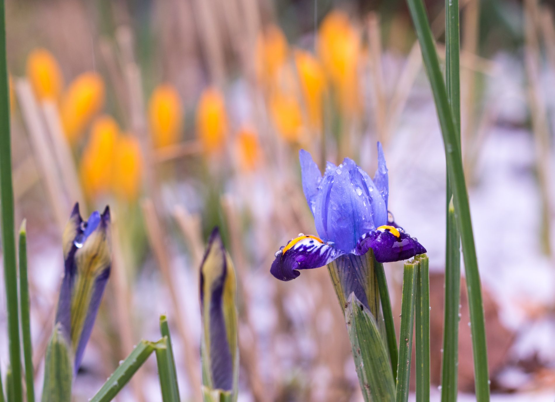 Iris reticulata "Gordon" und Corcus ancyrensis