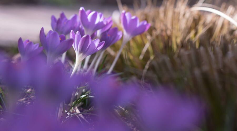 Crocus tommasianus