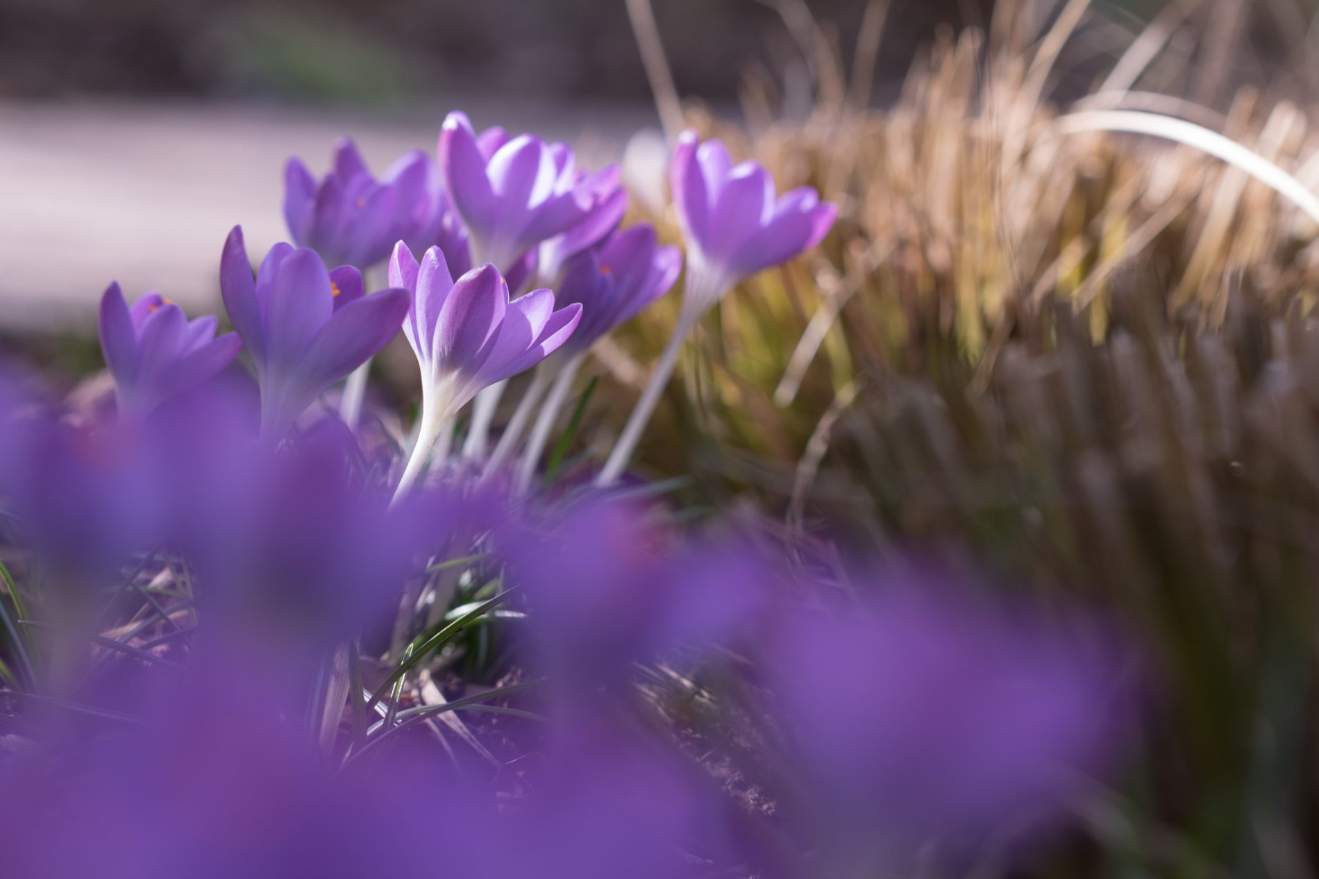 Crocus tommasianus