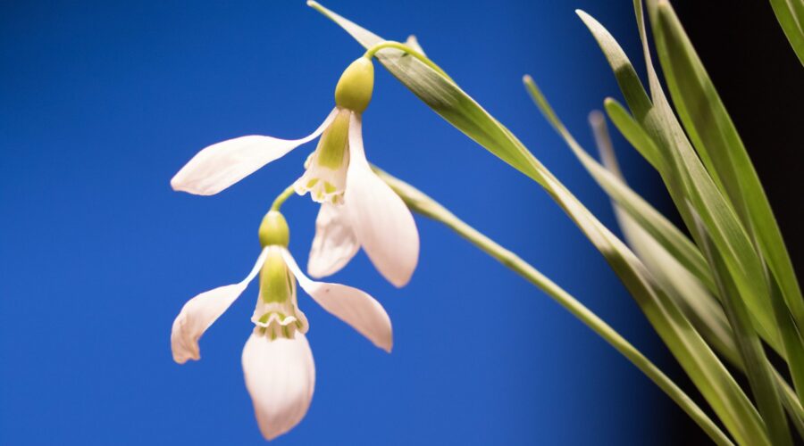 Galanthus gracilis "Highdown"