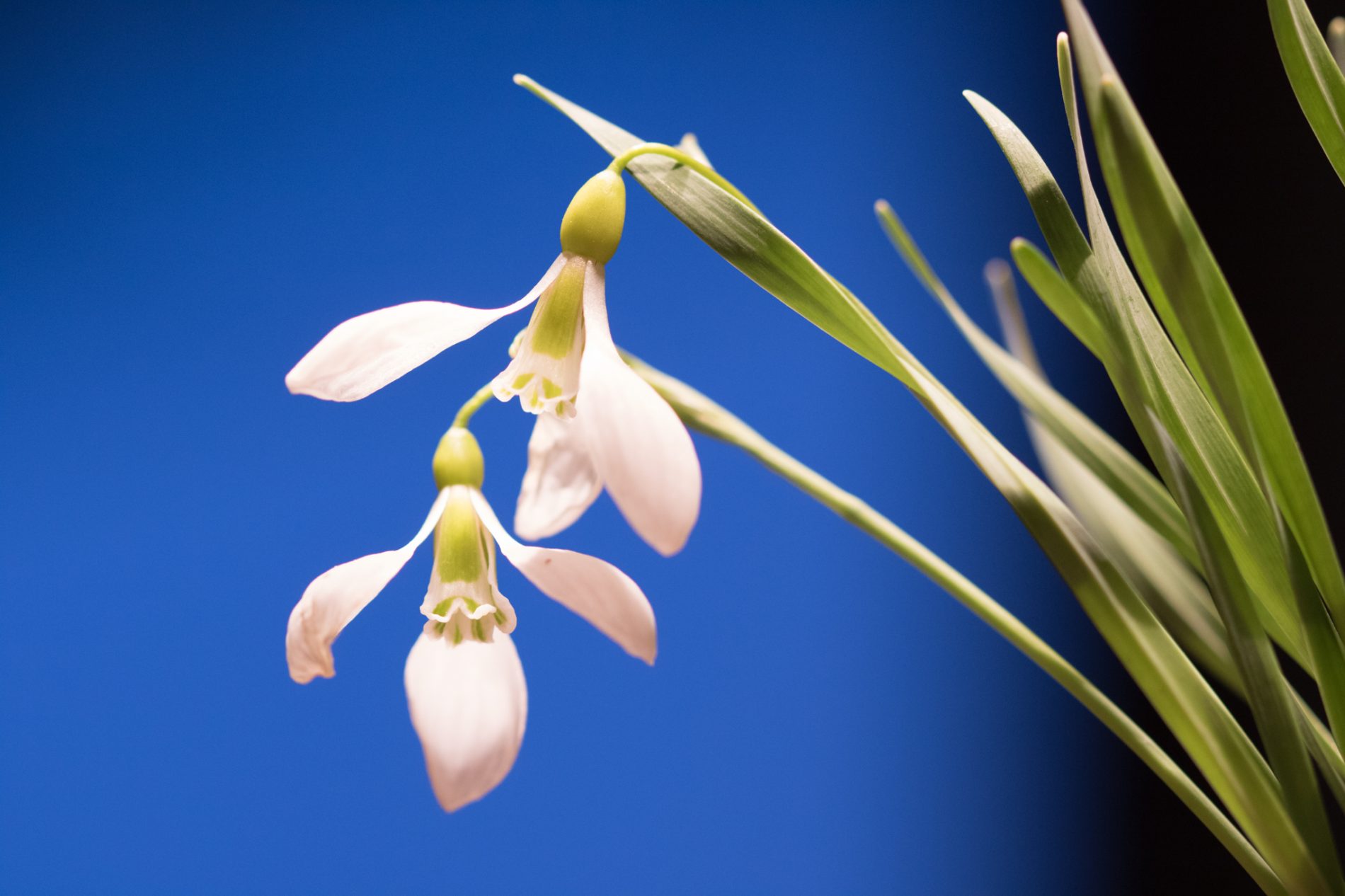 Galanthus gracilis "Highdown"