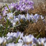 Photo: Hocus Pocus, der Frühling ist da!