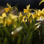 Photo: Hocus Pocus, der Frühling ist da!