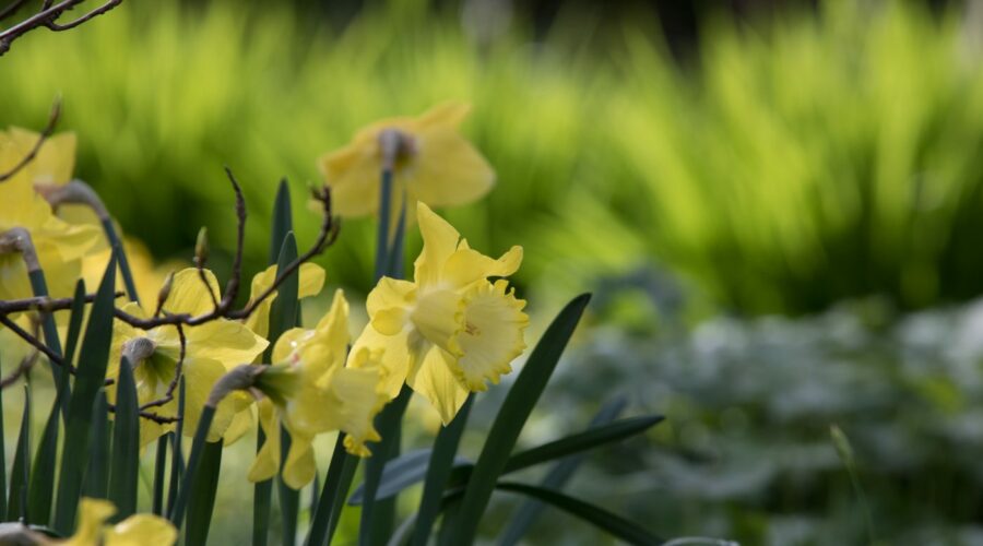 Narzissen mit dem hellen Austrieb der Hemerocallis im Karl-Foerster-Garten in Potdsam