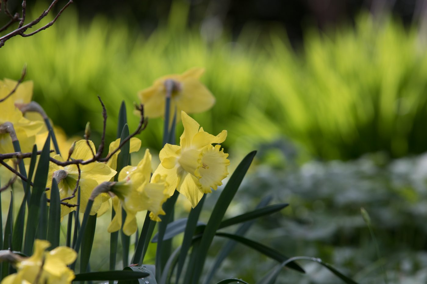 Narzissen mit dem hellen Austrieb der Hemerocallis im Karl-Foerster-Garten in Potdsam
