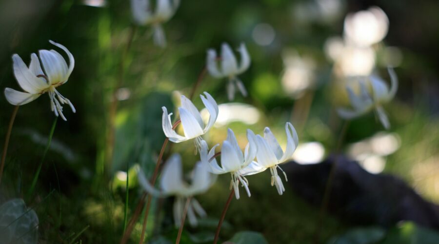 Erythronium revolutum "White Beauty" ist eine zarte Schönheit im Garten.