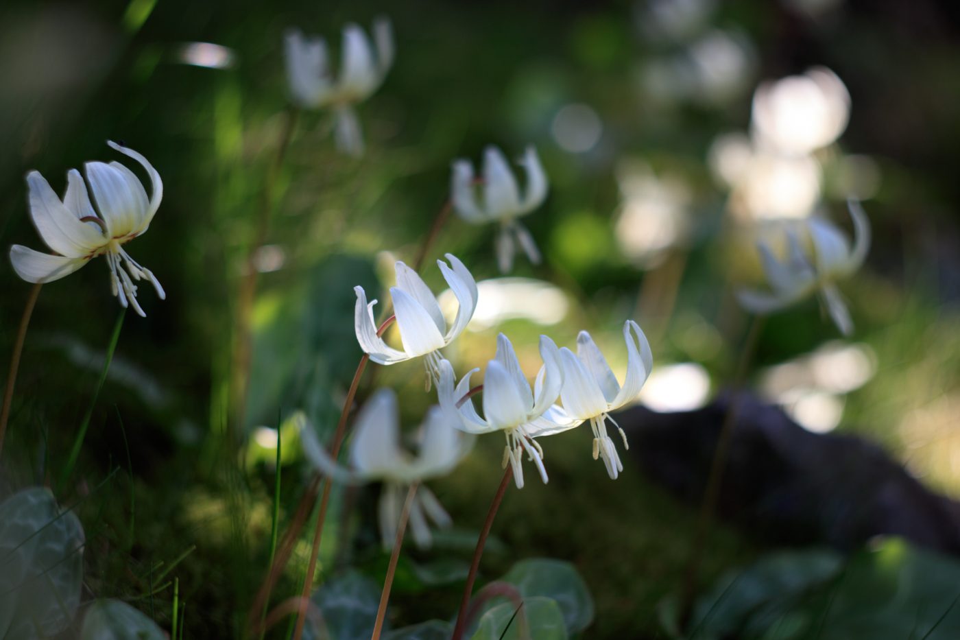 Erythronium revolutum "White Beauty" ist eine zarte Schönheit im Garten.