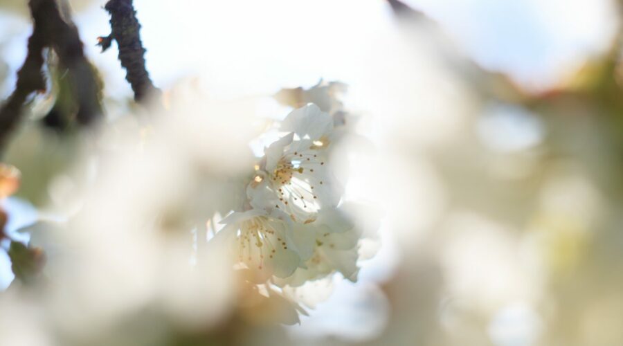 Kirschblüten im morgendlichen Gegenlicht.