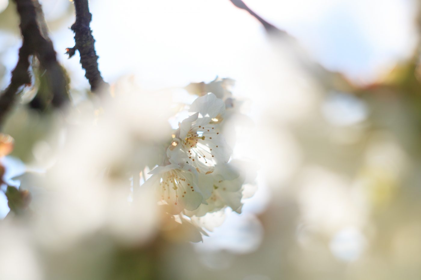 Kirschblüten im morgendlichen Gegenlicht.