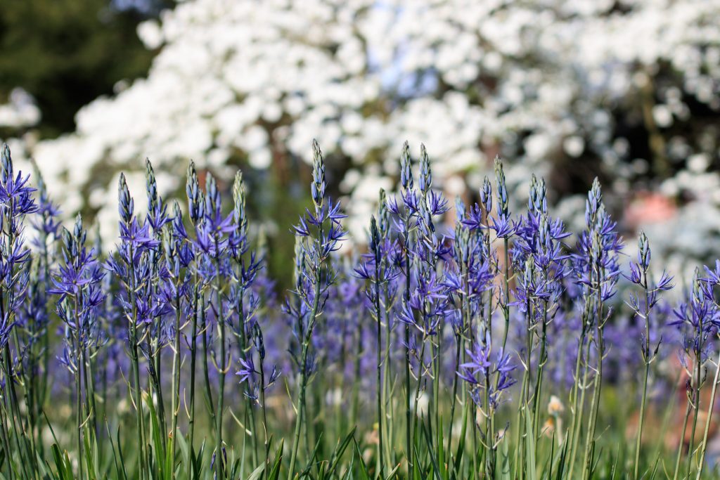 Photo: Der Hermannshof - das Gartenparadies
