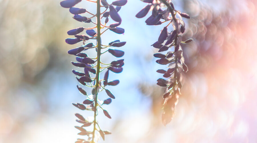 Wisteria (Glyzinie) im Aufblühen im Hermannshof Weinheim.