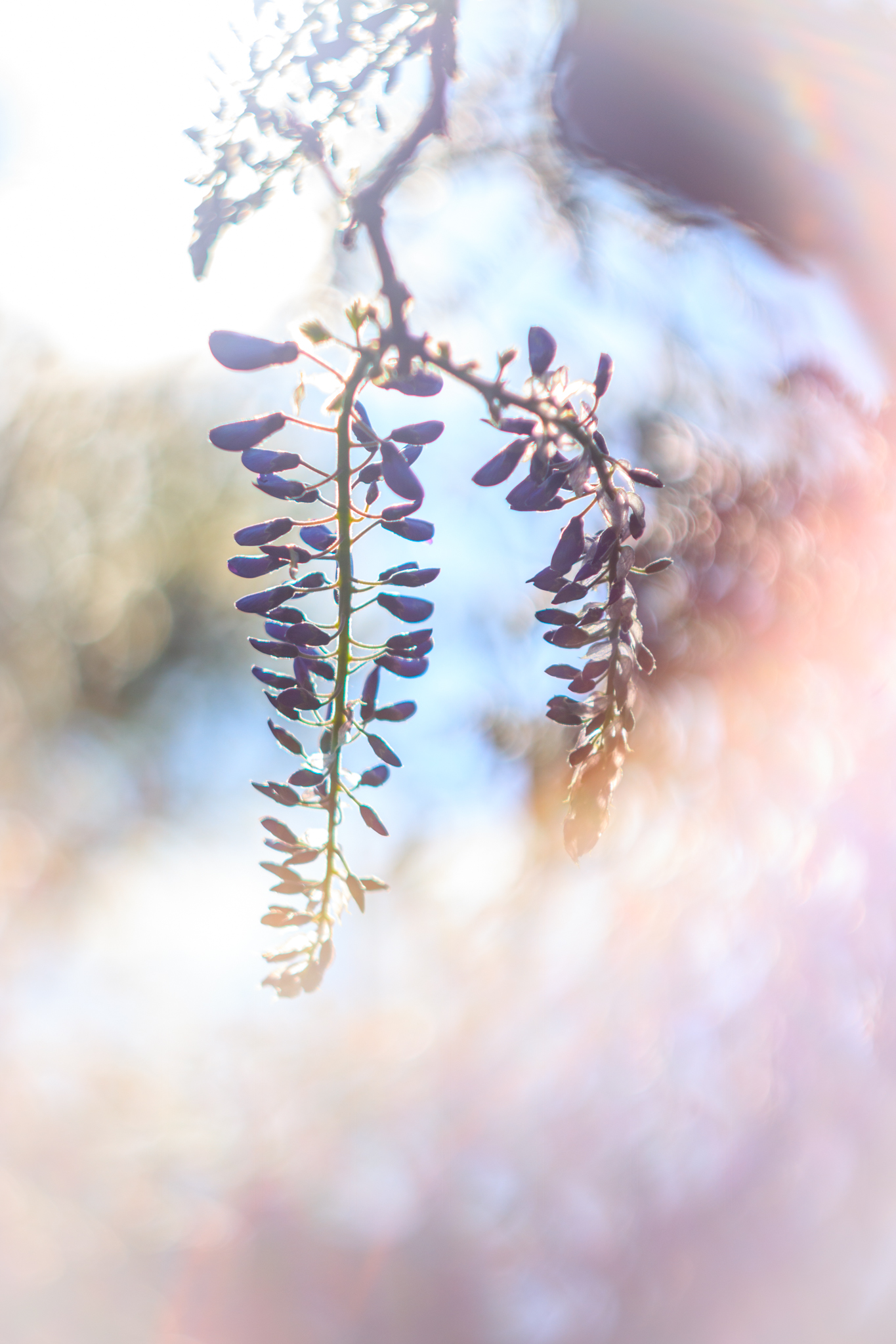 Wisteria (Glyzinie) im Aufblühen im Hermannshof Weinheim.