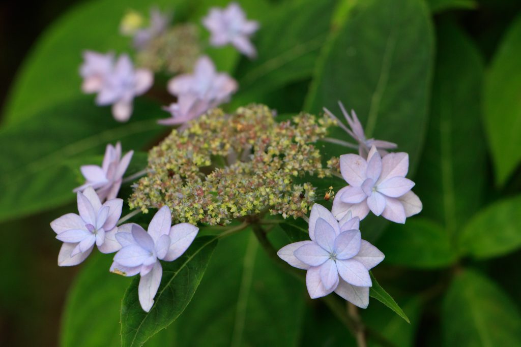 Photo: Hydrangea-Flash mit Bodhisattva