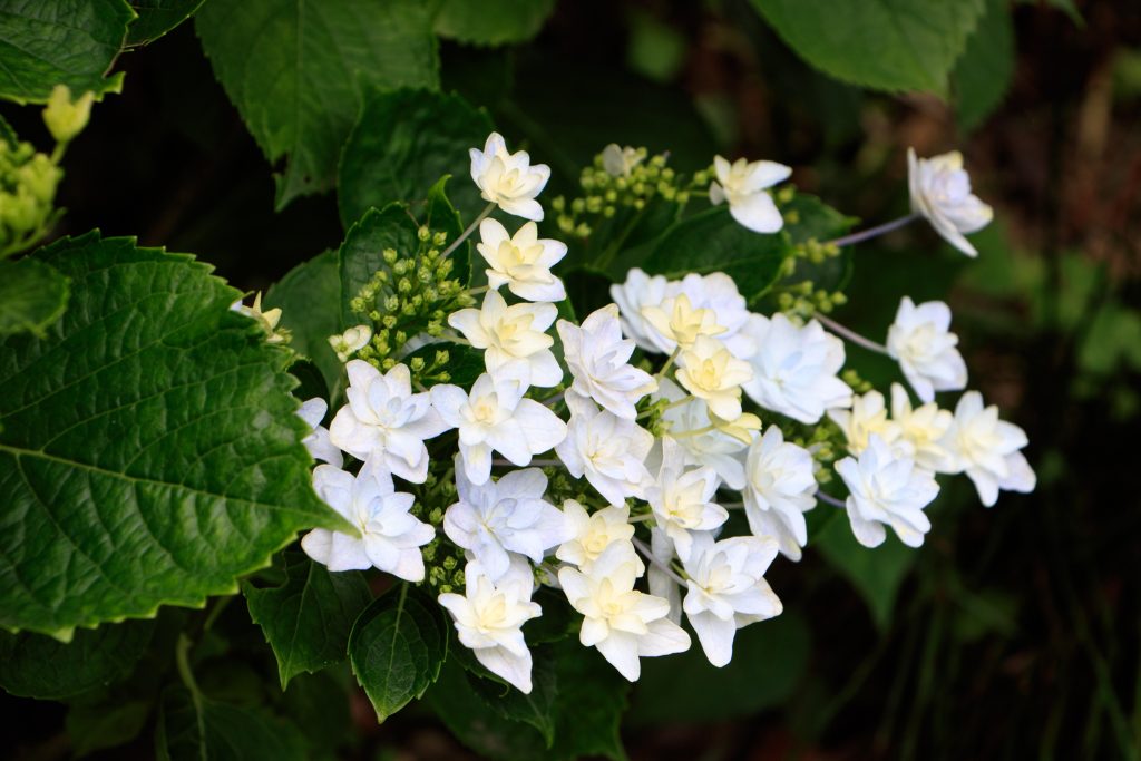 Photo: Hydrangea-Flash mit Bodhisattva