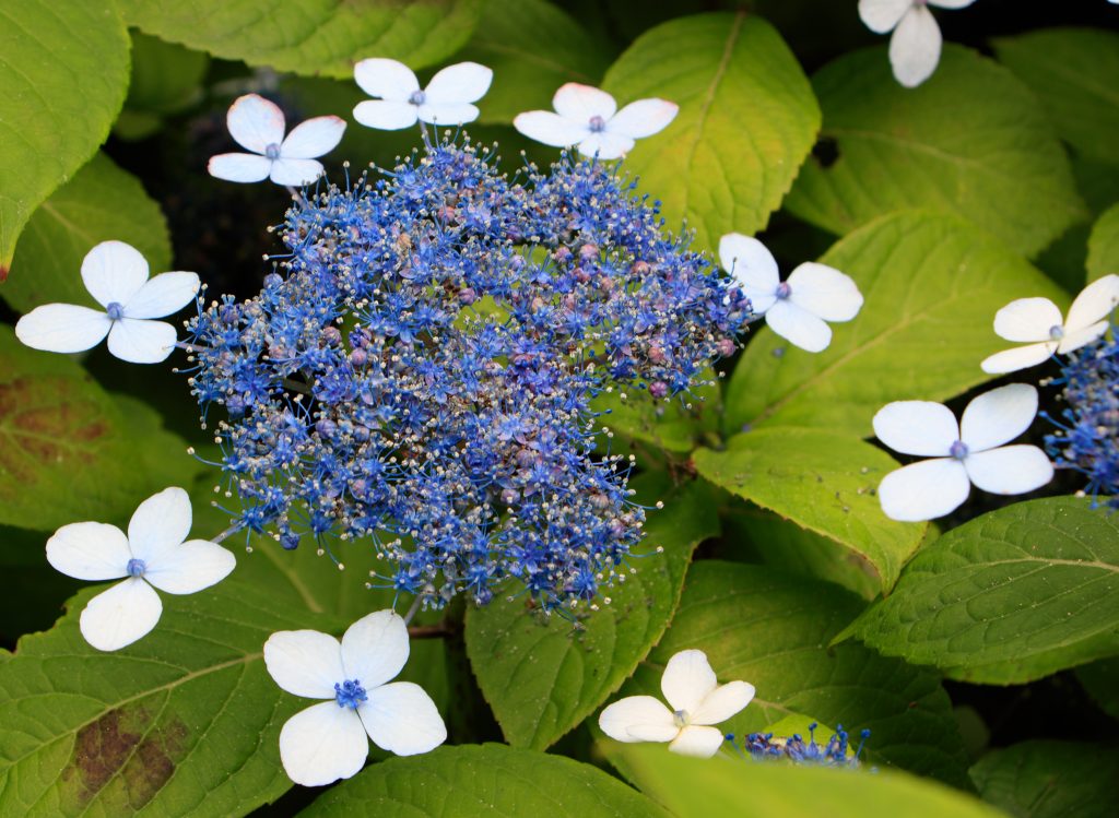 Photo: Hydrangea-Flash mit Bodhisattva