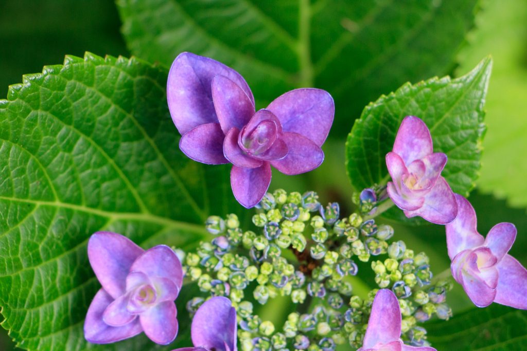 Photo: Hydrangea-Flash mit Bodhisattva