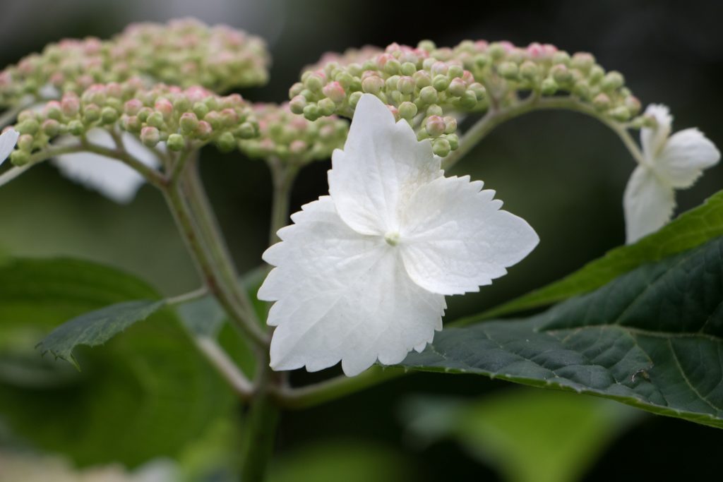 Photo: Hydrangea-Flash mit Bodhisattva