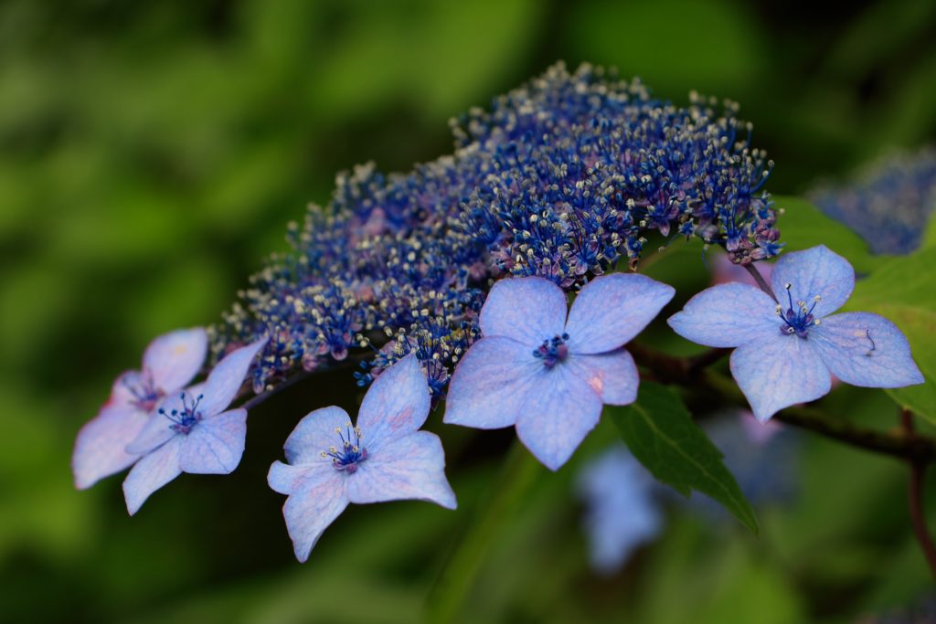 Photo: Hydrangea-Flash mit Bodhisattva