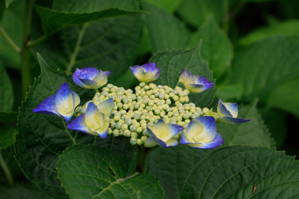 Photo: Hydrangea-Flash mit Bodhisattva