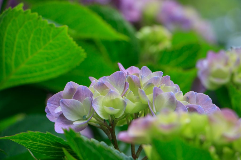 Photo: Hydrangea-Flash mit Bodhisattva