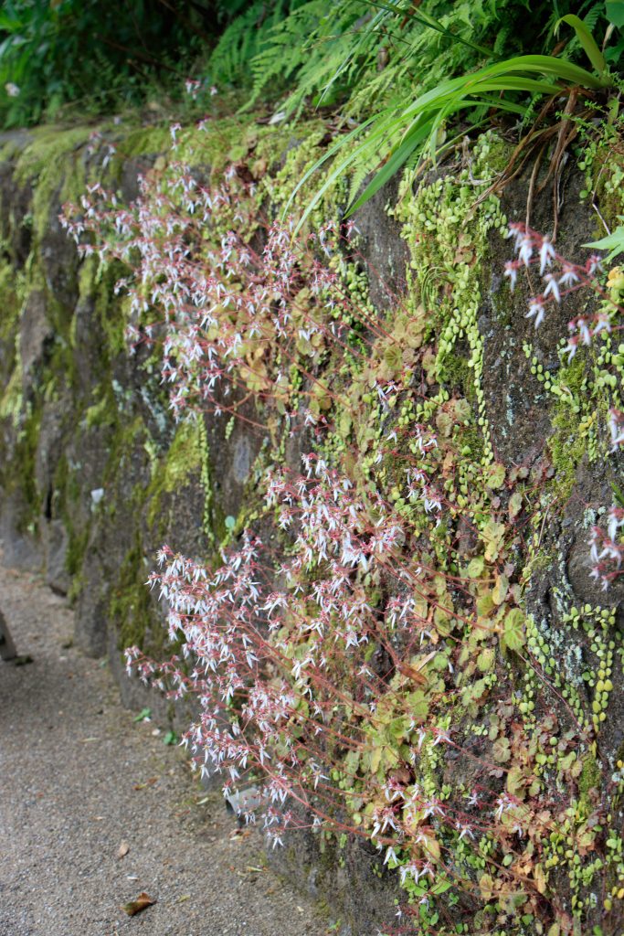 Photo: Hydrangea-Flash mit Bodhisattva