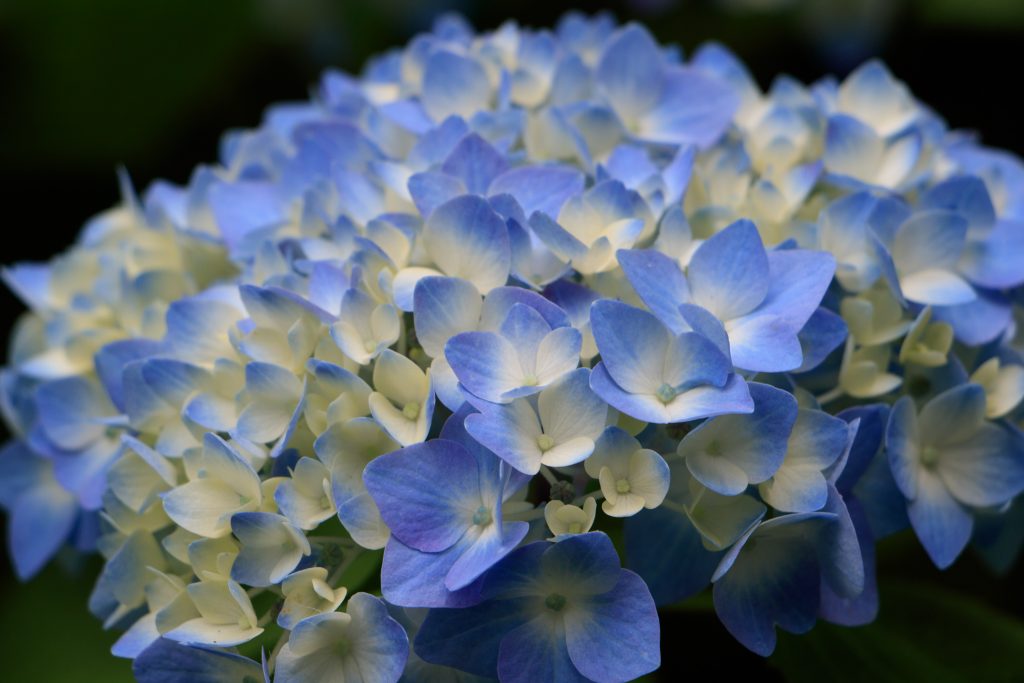 Photo: Hydrangea-Flash mit Bodhisattva