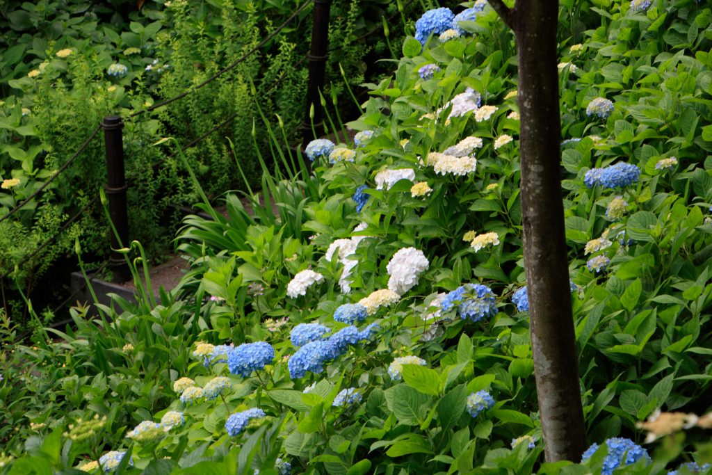Photo: Hydrangea-Flash mit Bodhisattva