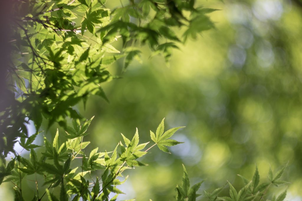 Photo: Kyoto Tempelwahn
