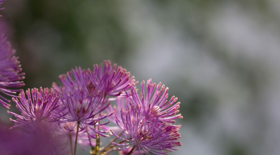 Thalictrum aquilegifolium