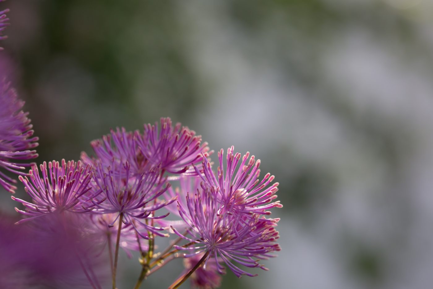 Thalictrum aquilegifolium