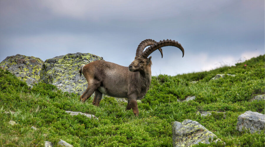 Ein ausgewachsener Steinbock