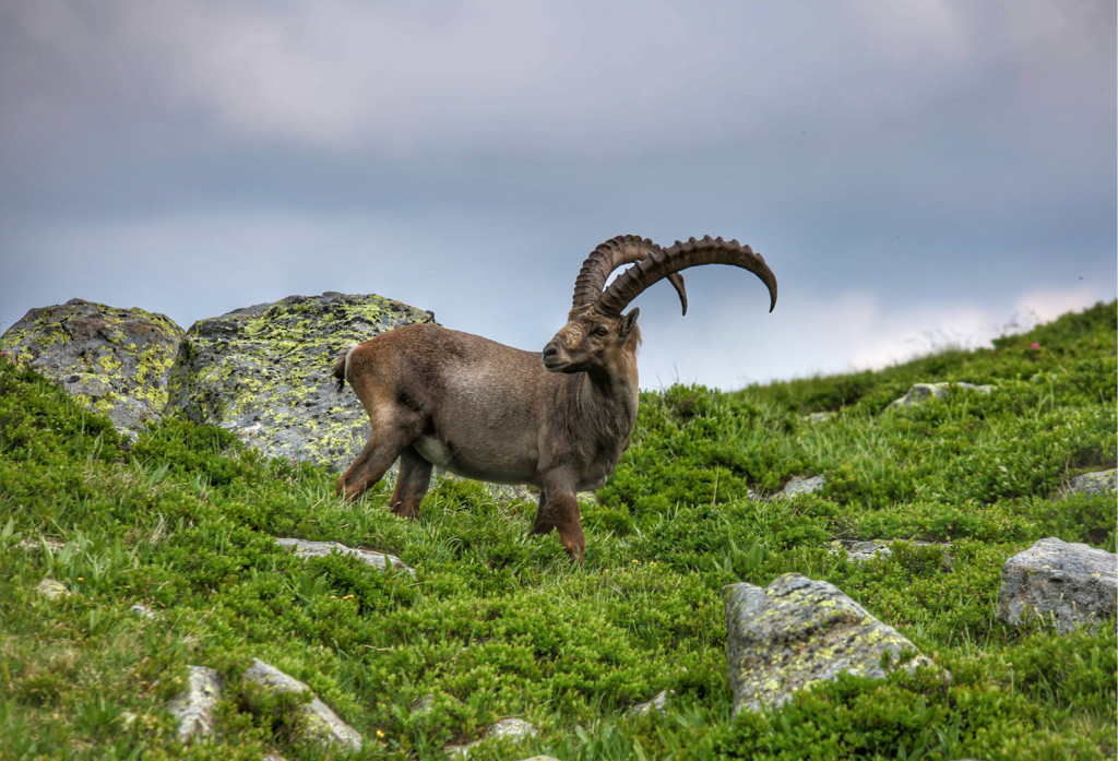 Ein ausgewachsener Steinbock