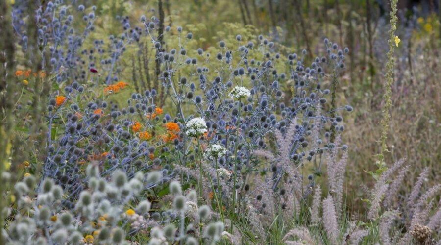 Trockenbeet in Weihenstephan mit Eryngium, Allium, Pennisetum orientale und Asclepias als orange Farbklecks