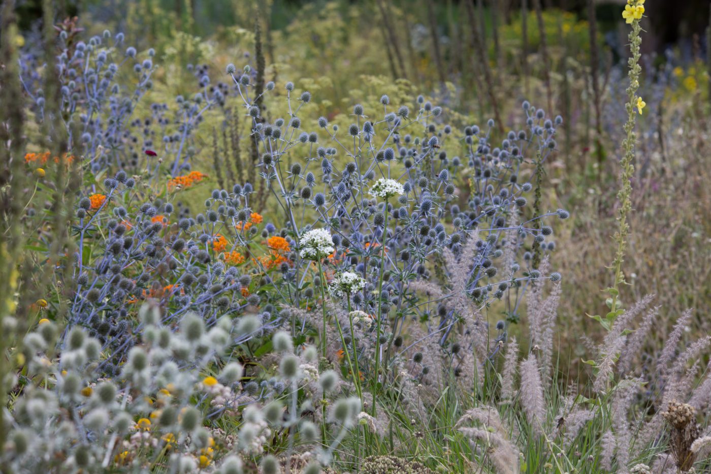 Trockenbeet in Weihenstephan mit Eryngium, Allium, Pennisetum orientale und Asclepias als orange Farbklecks