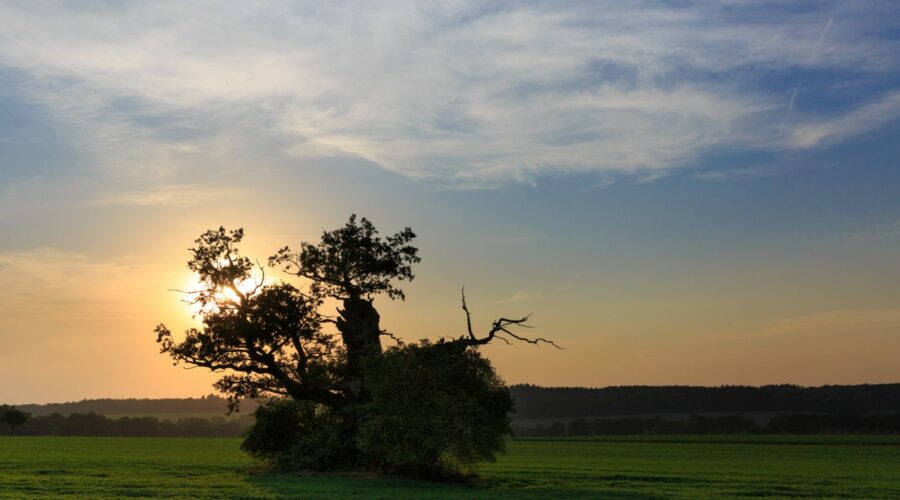 Beberbecker Feld: Dicke Margarethe Eiche Baum